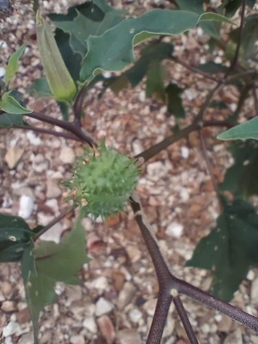 jimsonweed