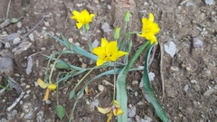 Calochortus monophyllus