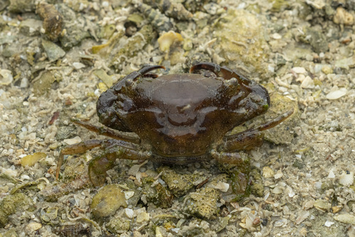 Thalamita integra observed 2026-07-01
