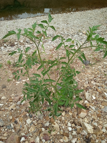 tomato