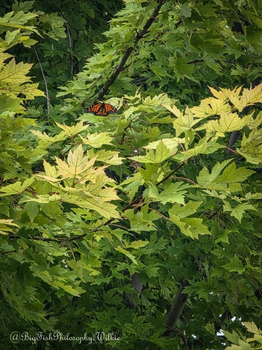 Monarch