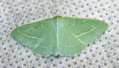 Chlorocoma stereota