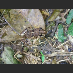 Fejervarya limnocharis