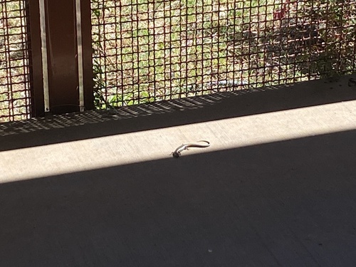 Western Skink