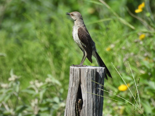 Northern Mockingbird