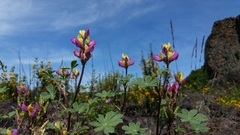 Lupinus stiversii