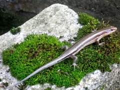 Plestiodon finitimus