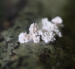 Xylaria flabelliformis