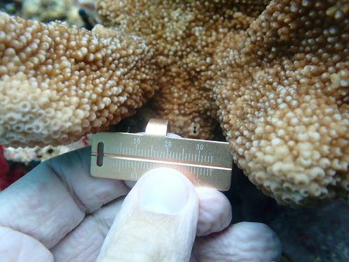 Isopora palifera observed 2026-09-22