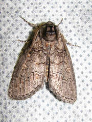 Discophlebia celaena