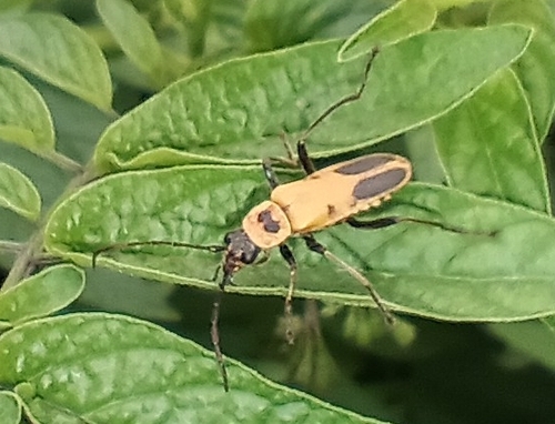 Goldenrod Soldier Beetle