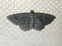 Chrysolarentia squamulata