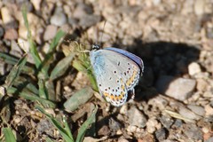 Plebejus argyrognomon