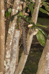 Hicksbeachia pinnatifolia