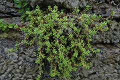 Crassula moschata