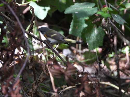 American Redstart
