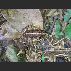 Fejervarya limnocharis