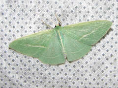 Chlorocoma stereota