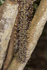 Hicksbeachia pinnatifolia