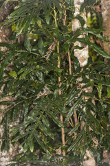 Hicksbeachia pinnatifolia