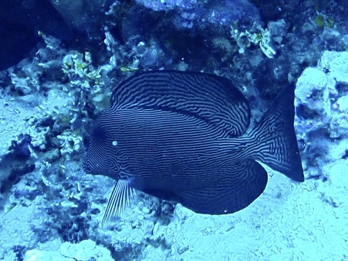 Ctenochaetus hawaiiensis observed 2026-09-28