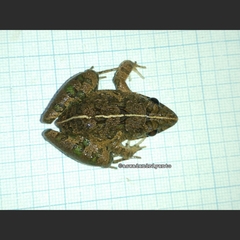 Fejervarya limnocharis