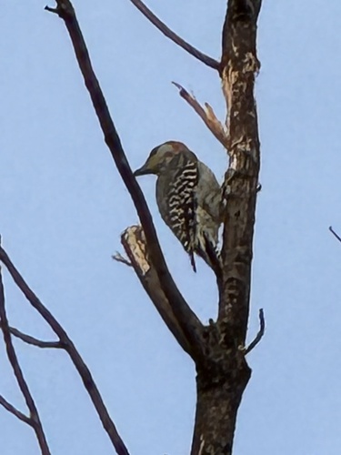 Red-bellied Woodpecker