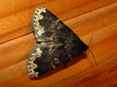 Mormoscopa sordescens