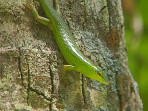 Lamprolepis smaragdina observed 2026-09-29