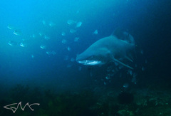 Pseudocaranx georgianus