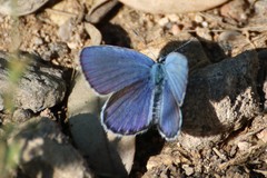 Plebejus argyrognomon