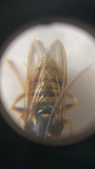 Temnostoma vespiforme