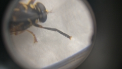 Temnostoma vespiforme