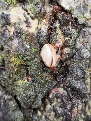 Bradybaena similaris