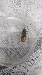 Temnostoma vespiforme