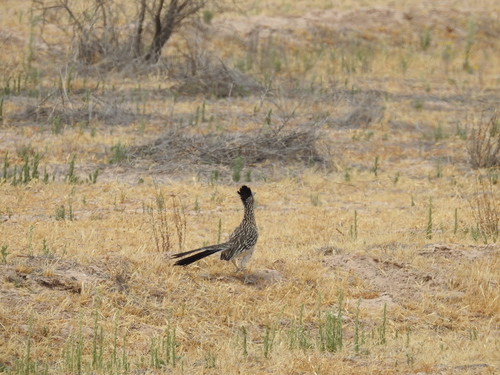Greater Roadrunner