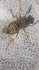 Temnostoma vespiforme