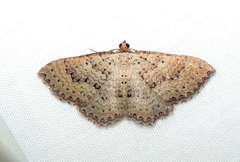 Chrysolarentia microcyma