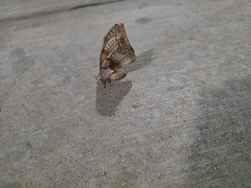 Polyphemus Moth