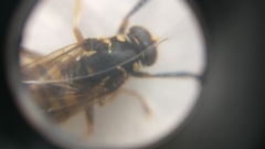 Temnostoma vespiforme