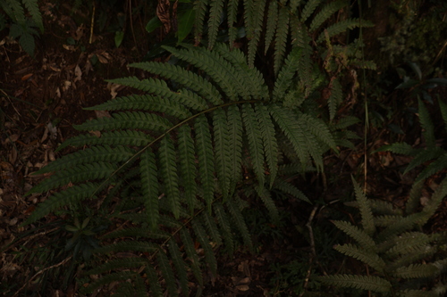 Woodwardia japonica, 2026-09-28