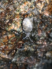 Bradybaena similaris