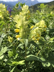 Rhinanthus alectorolophus