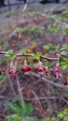 Ribes roezlii roezlii