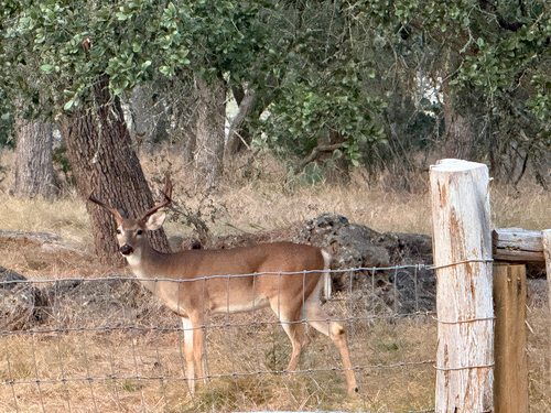 White-tailed Deer