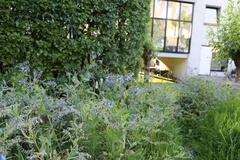 Symphytum caucasicum