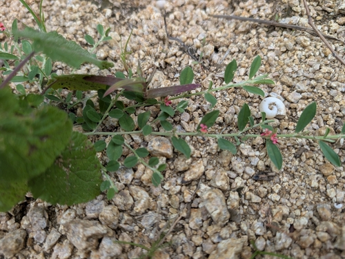 Indigofera linifolia observed 2026-09-20