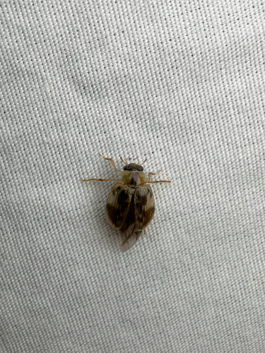 Berosus miles