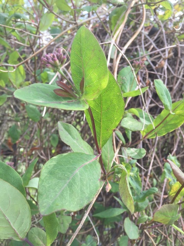 Lonicera periclymenum