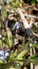 Myosotis ramosissima